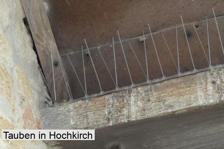 Tauben in Hochkirch